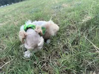 Frankie- Toy, a male Miniature Schnauzer for sale in Atoka, OK – 3 of 4