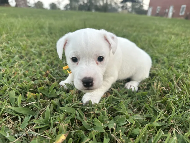 Tammy – Jack Russell Terrier puppy for sale in Atoka, OK