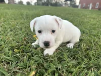 Tammy, a female Jack Russell Terrier for sale in Atoka, OK – 1 of 4