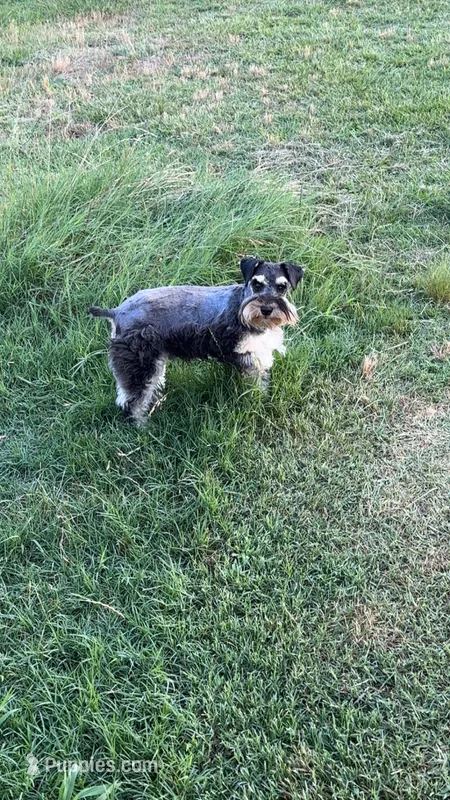 Karen- pet only  – Miniature Schnauzer puppy for sale in Atoka, OK