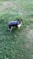 Karen- pet only , a female Miniature Schnauzer for sale in Atoka, OK – 1 of 3