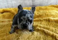 Harold, a male French Bulldog for sale in Atoka, OK – Photo 1 of 3