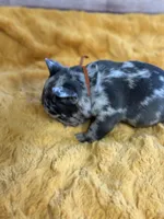 Harold, a male French Bulldog for sale in Atoka, OK – Photo 3 of 3