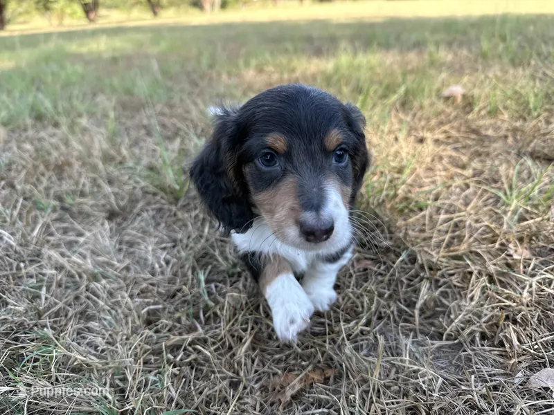 Brody – Miniature Dachshund puppy for sale in Atoka, OK