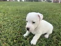 Tammy, a female Jack Russell Terrier for sale in Atoka, OK – 2 of 4