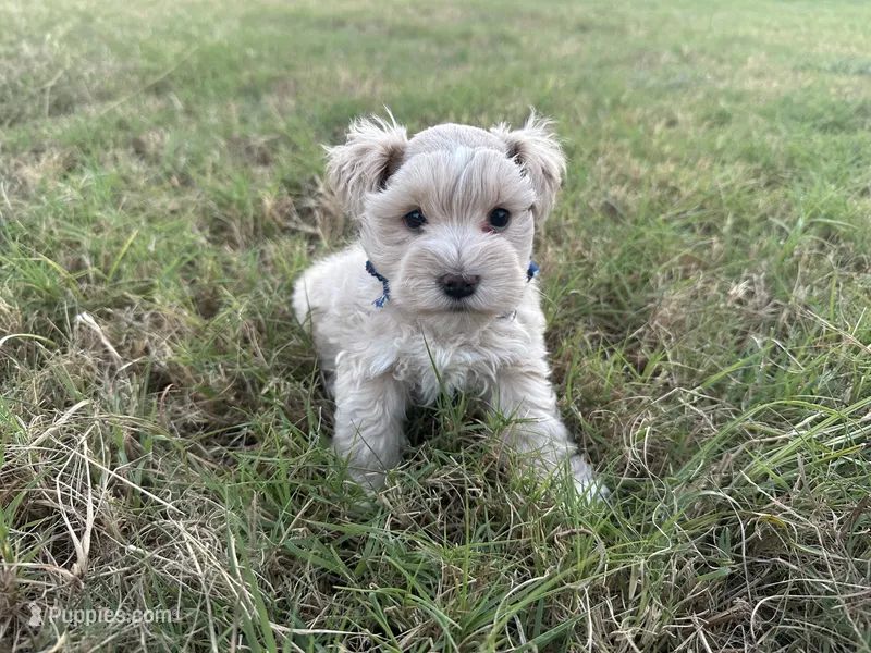 Freddie-Toy – Miniature Schnauzer puppy for sale in Atoka, OK