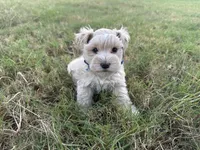 Freddie-Toy, a male Miniature Schnauzer for sale in Atoka, OK – 1 of 3