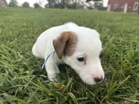 Shamu- shorty , a male Jack Russell Terrier for sale in Atoka, OK – 4 of 5