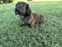 Clover , a female Miniature Dachshund for sale in Atoka, OK – 6 of 10