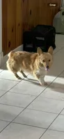 Pumpkin- read discription, a female Pembroke Welsh Corgi for sale in Atoka, OK – Photo 3 of 3