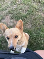 Pumpkin- read discription, a female Pembroke Welsh Corgi for sale in Atoka, OK – 3 of 9