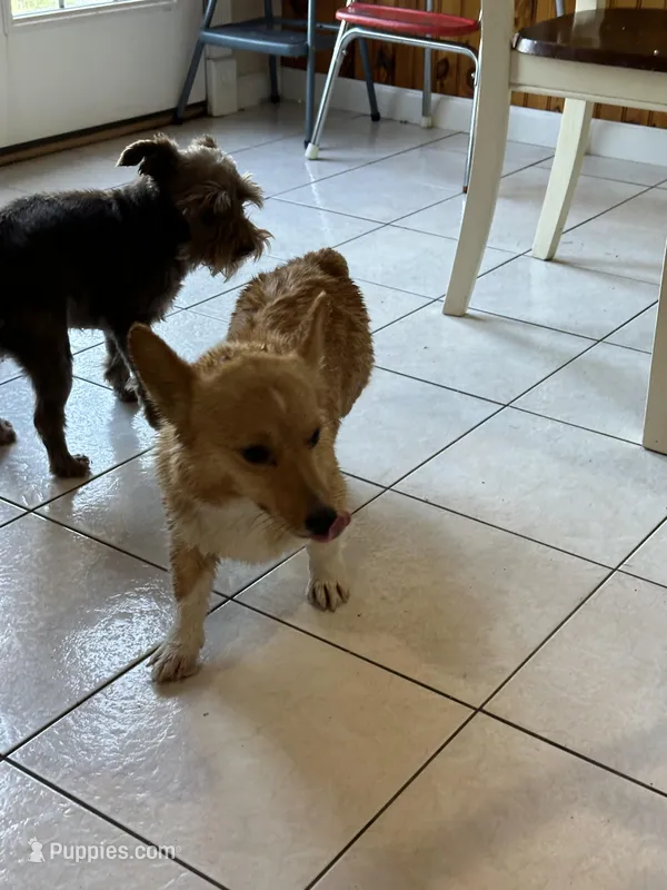 Pumpkin- read discription, a female Pembroke Welsh Corgi for sale in Atoka, OK – Photo 1 of 3