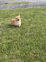 Pumpkin- read discription, a female Pembroke Welsh Corgi for sale in Atoka, OK – 2 of 9