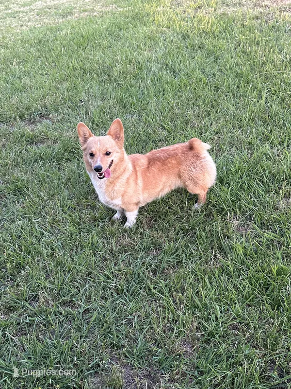 Pumpkin- read discription – Pembroke Welsh Corgi puppy for sale in Atoka, OK
