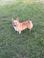 Pumpkin- read discription, a female Pembroke Welsh Corgi for sale in Atoka, OK – 1 of 9
