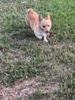Pumpkin- read discription, a female Pembroke Welsh Corgi for sale in Atoka, OK – 4 of 9