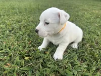 Tammy, a female Jack Russell Terrier for sale in Atoka, OK – 4 of 4