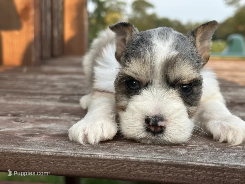 Edwin – Miniature Schnauzer puppy for sale in Atoka, OK