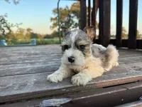 Edwin, a male Miniature Schnauzer for sale in Atoka, OK – 2 of 6