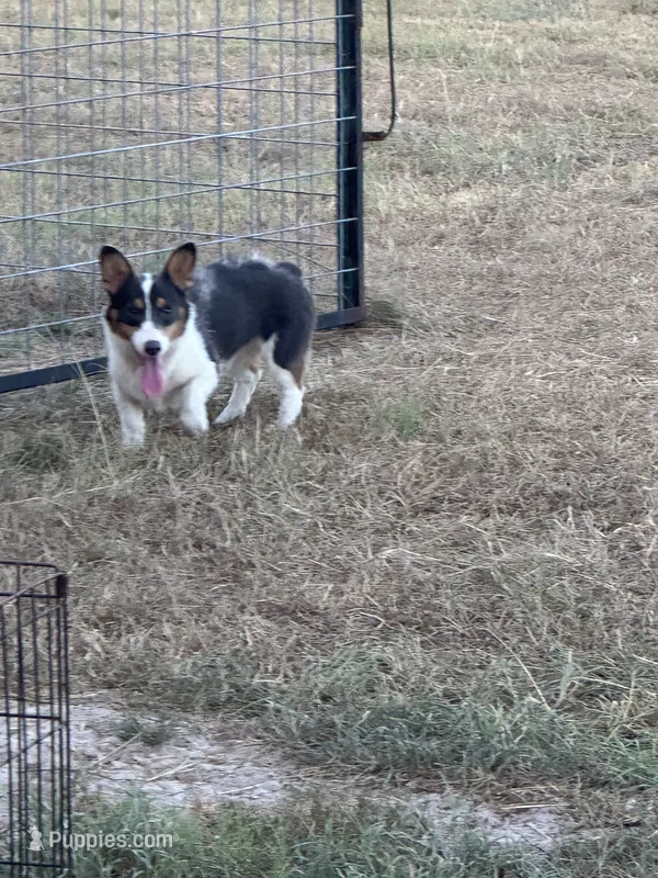 Bluie tri female read description  – Pembroke Welsh Corgi puppy for sale in Atoka, OK
