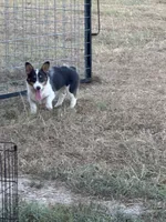 Bluie tri female read description , a female Pembroke Welsh Corgi for sale in Atoka, OK – 1 of 3