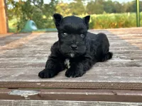 Elvis, a male Miniature Schnauzer for sale in Atoka, OK – 3 of 4
