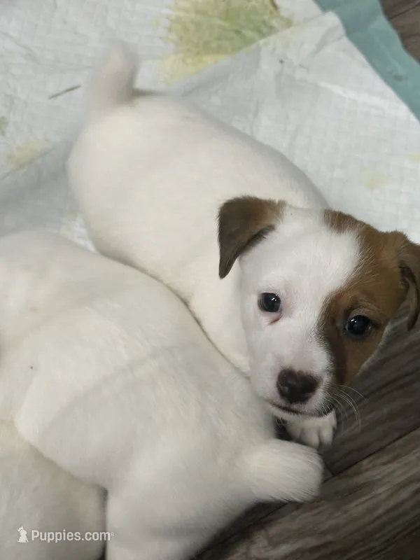 Amy – Jack Russell Terrier puppy for sale in Atoka, OK