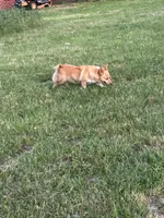 Pumpkin- read discription, a female Pembroke Welsh Corgi for sale in Atoka, OK – 9 of 9