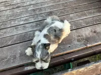 Edwin, a male Miniature Schnauzer for sale in Atoka, OK – 3 of 6