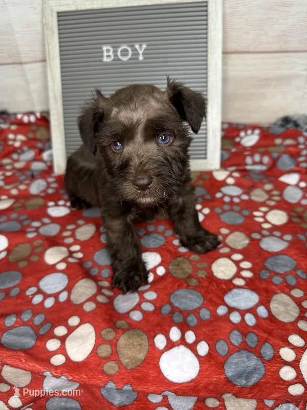 Arnold- blue eyes  – Miniature Schnauzer puppy for sale in Atoka, OK