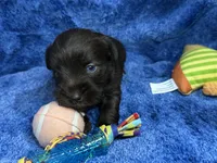 Arnold- blue eyes , a male Miniature Schnauzer for sale in Atoka, OK – Photo 1 of 4