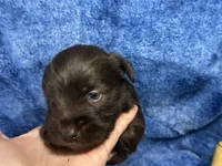 Arnold- blue eyes , a male Miniature Schnauzer for sale in Atoka, OK – Photo 3 of 4