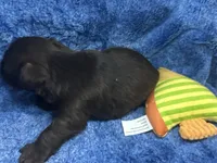 Arnold- blue eyes , a male Miniature Schnauzer for sale in Atoka, OK – Photo 2 of 4