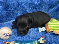 Arnold- blue eyes , a male Miniature Schnauzer for sale in Atoka, OK – Photo 4 of 4