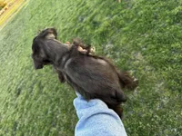 Coco- read description, a male Miniature Schnauzer for sale in Atoka, OK – Photo 2 of 4