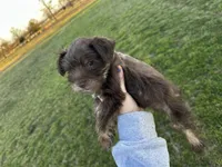 Coco- read description, a male Miniature Schnauzer for sale in Atoka, OK – Photo 3 of 4