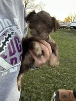 Coco- read description, a male Miniature Schnauzer for sale in Atoka, OK – Photo 1 of 4