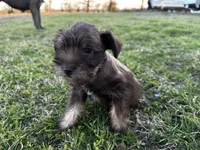 Coco- read description, a male Miniature Schnauzer for sale in Atoka, OK – Photo 4 of 4