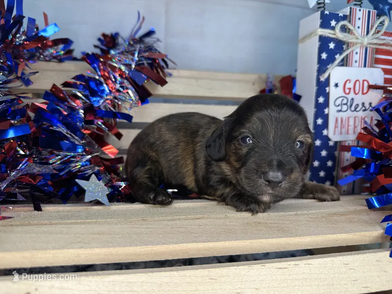 Clover  – Miniature Dachshund puppy for sale in Atoka, OK