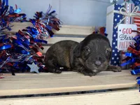 Clover , a female Miniature Dachshund for sale in Atoka, OK – 1 of 3
