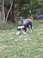 Karen- pet only , a female Miniature Schnauzer for sale in Atoka, OK – 2 of 3