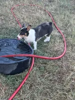 Bluie tri female read description , a female Pembroke Welsh Corgi for sale in Atoka, OK – 2 of 3