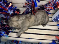 Case, a male Miniature Dachshund for sale in Atoka, OK – 3 of 3