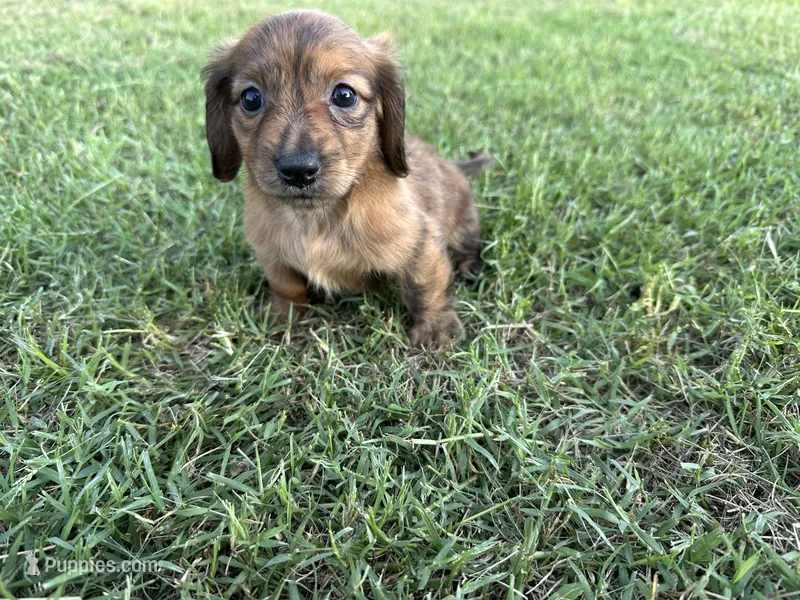 Cassi – Miniature Dachshund puppy for sale in Atoka, OK