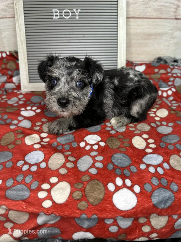Allen- blue eyes  – Miniature Schnauzer puppy for sale in Atoka, OK