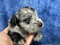 Allen- blue eyes , a male Miniature Schnauzer for sale in Atoka, OK – Photo 2 of 5