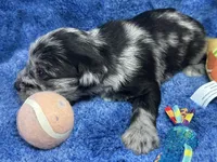 Allen- blue eyes , a male Miniature Schnauzer for sale in Atoka, OK – Photo 4 of 5