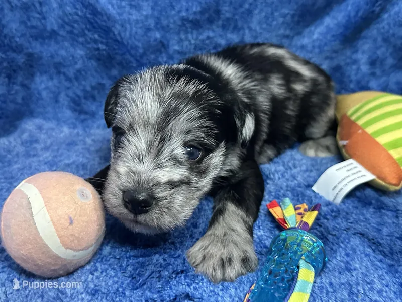 Allen- blue eyes , a male Miniature Schnauzer for sale in Atoka, OK – Photo 1 of 5