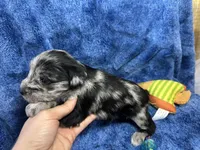 Allen- blue eyes , a male Miniature Schnauzer for sale in Atoka, OK – Photo 5 of 5