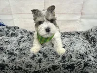 Edwin, a male Miniature Schnauzer for sale in Atoka, OK – 4 of 6